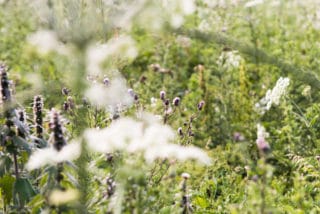 Wilde Wiese mit Bienen bei Lüneburg von der umweltfreundlichen Druckerei von Stern'sche    