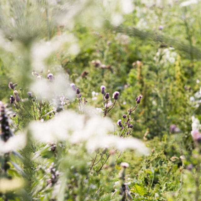 Wilde Wiese mit Bienen bei Lüneburg von der umweltfreundlichen Druckerei von Stern'sche