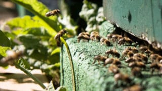 Bienen produzieren Honig auf der Wildwiese von der umweltfreundlichen Druckerei von Stern'sche