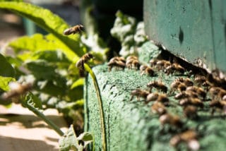 Bienen produzieren Honig auf der Wildwiese von der umweltfreundlichen Druckerei von Stern'sche						