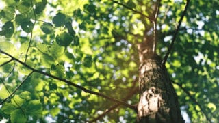 Von Stern'sche Druckerei Baum Umwelt