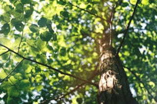 Von Stern'sche Druckerei Baum Umwelt						