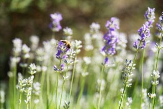 Von Stern'sche Druckerei Biene Wildwiese    